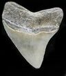 Nice, Serrated Megalodon Tooth - South Carolina #32938-2